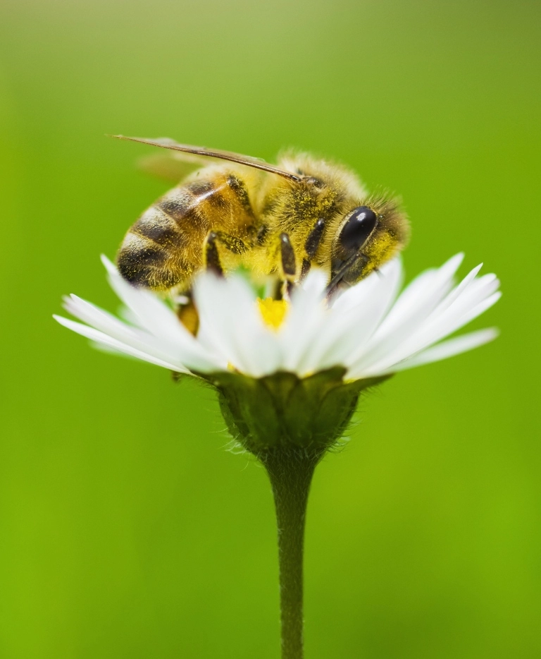 Pszczoła na kwiatku